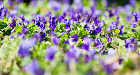 Fototapeta premium Spring flowers. wood violet, viola odorata, dog wild violet, viola hirta, viola sororia, sweet violet, Queen Charlotte flower. Violet violets flowers bloom in the spring forest. Viola odorata.