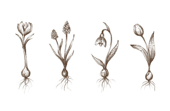Set of spring flowers. Botanical illustration
