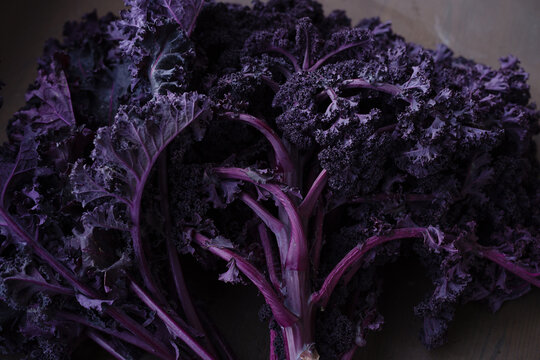 Purple leaf cabbage