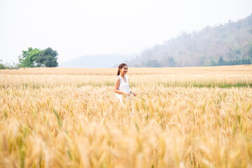 Naklejka na ściany i meble Young Asian women in white dresses walking in the Barley rice field season golden color of the wheat plant at Chiang Mai Thailand