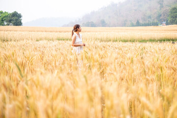 Young Asian women in white dresses walking in the Barley rice field season golden color of the wheat plant at Chiang Mai Thailand