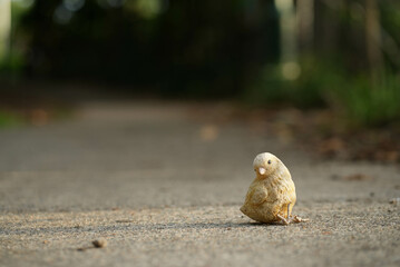 Lonely baby chick bird sitting on the pavement 
