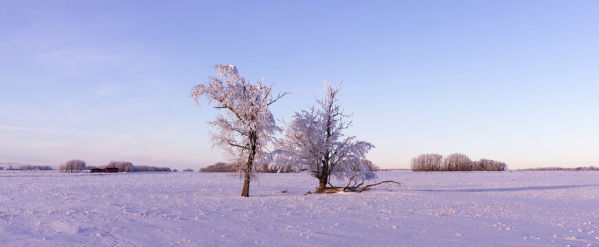 Hoar frost on the prairies.