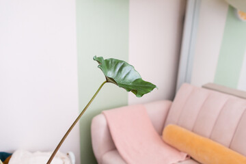 Alocasia leaf in chic studio
