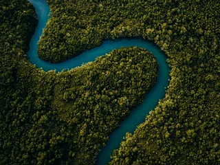Poster Winding mangrove river © Andrew Northover