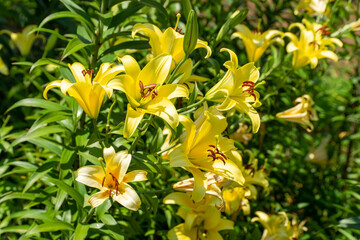 初夏に咲くカラフルなユリの花