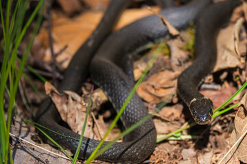 Grass snake creep in the grass