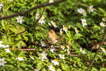 Willow warbler and blooming wood anemone at spring