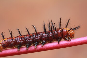 Acraea terpsicore caterpillar with bokeh background.tawny coster