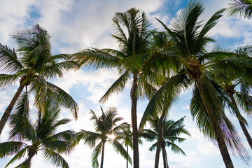 Fototapeta na wymiar tropical summer palm tree. tropical summer palm tree on sky. tropical summer palm tree outdoor.