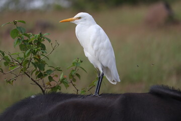 a Egret standing on Buffalo back