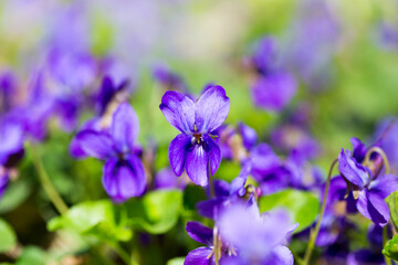 Spring flowers. wood violet, viola odorata, dog wild violet, viola hirta, viola sororia, sweet...