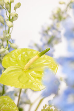 Green anthurium with blue flower