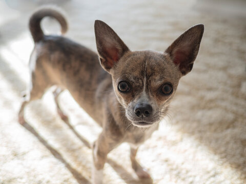 Chihuahua juvenile dog with attitude