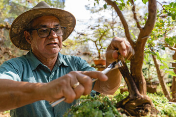 Gardener working on a bonsai. 