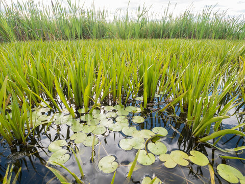 Dense aquatic vegetation at eutrophic lake