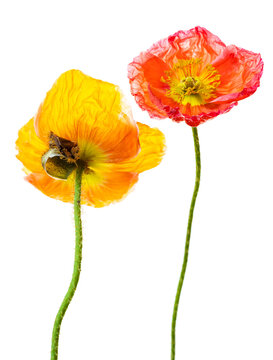 red and yellow poppies in full bloom on white