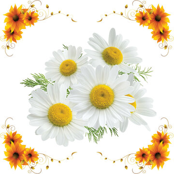 Daisies on white PNG