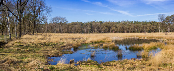 Panorama of a small pond in the forest of Drents-Friese Wold, Netherlands