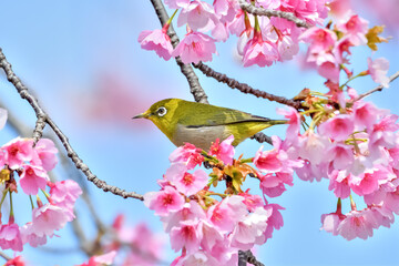 メジロと桜