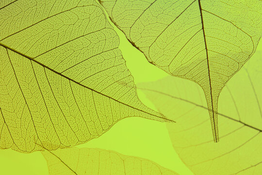 Macro of transparent leaves on green background.