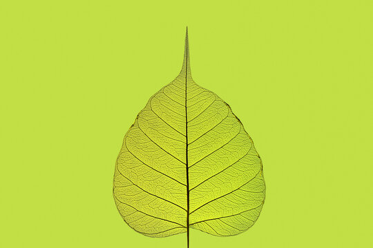 Green leaf with natural pattern of veins.