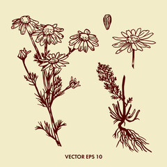 Chamomile flower drawing. Vector hand drawn illustration.