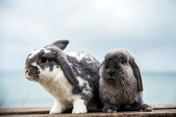 Cute rabbits sitting on table near sea