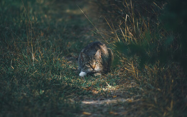 Kitten ready to jump in the lap of nature in the grass