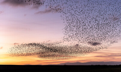 A Murmuration of Starlings