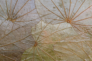 Dried leaves with varnish applied on their surface to preserve the texture