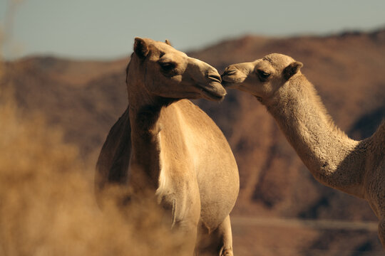 Shot of two camels in two desert