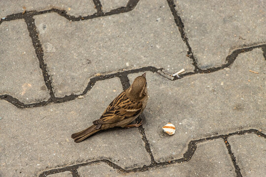 ROMANIA. A house sparrow Passer domesticus .