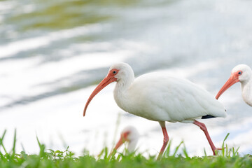 ibis bird at river in wildlife. ibis bird in nature. photo of ibis bird outdoor. ibis bird