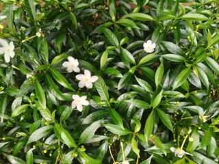 background image of jasmine flowers