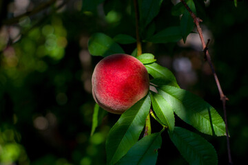 Ripe peach on a branch in the garden