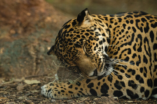 portrait of a sleeping big cat