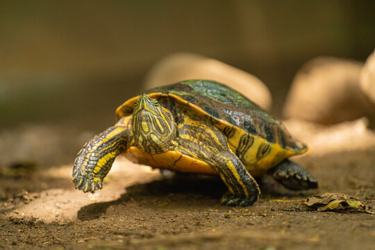 portrait of a walking turtle