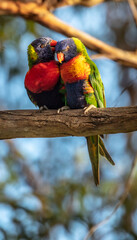 A couple of Rainbow Lorikeets sitting on a branch of a tree like a married couple in the Northern Beaches of Sydney, Australia