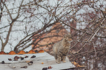 cat on the roof