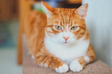 Red cat lies on a couch
