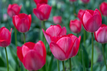 Fototapeta premium Closeup of Red Tulips with Green Leaves in Spring Garden