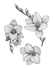 Freesia. Collection of floral elements. Hand-drawn. Graphics. Engraving