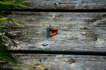 butterfly on a wooden wall