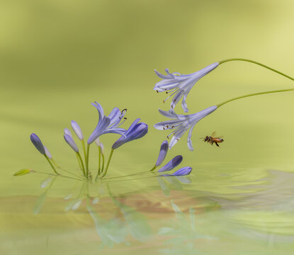 Bee flying to flower over water.