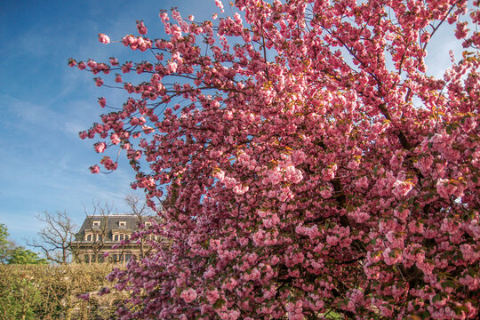 Sakura blossom in Paris