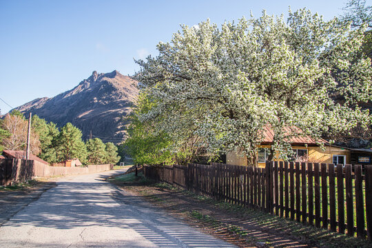 Blooming apple tree in village