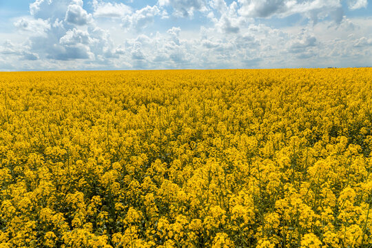 Yellow rape flower field and blue sky with clouds