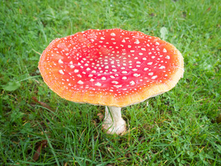Fly Agaric toadstool in the middle of a field
