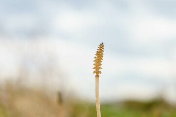 春の訪れを告げるつくしんぼ